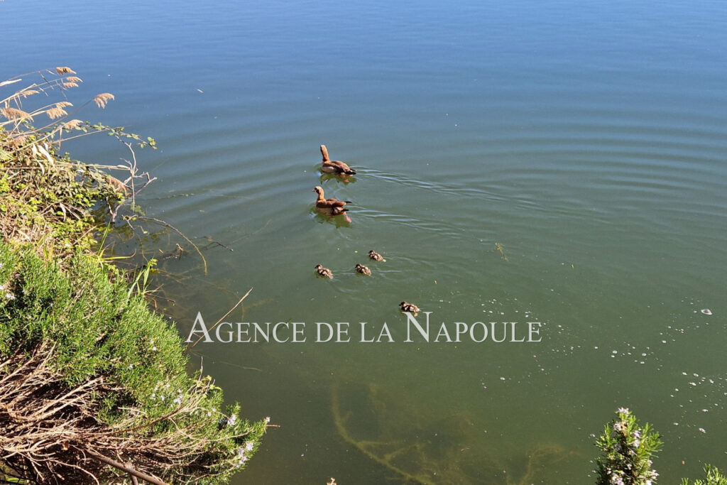 vente Idéal investisseur 1 Pièce(s) – 1 pièce – NR chambres – 30.00 m²