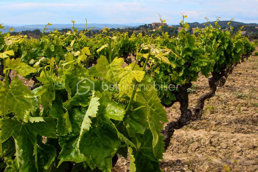 Terrain à vendre à Rieux minervois