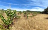 Terrain à vendre à Caussiniojouls