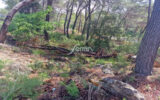 Terrain à vendre à Salernes — Vue dégagée — photo 1