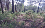Terrain à vendre à Salernes — Vue dégagée — photo 1