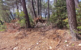 Terrain à vendre à Salernes — Vue dégagée — photo 1