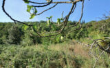 Terrain à vendre à Céret