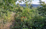 Terrain à vendre à Céret
