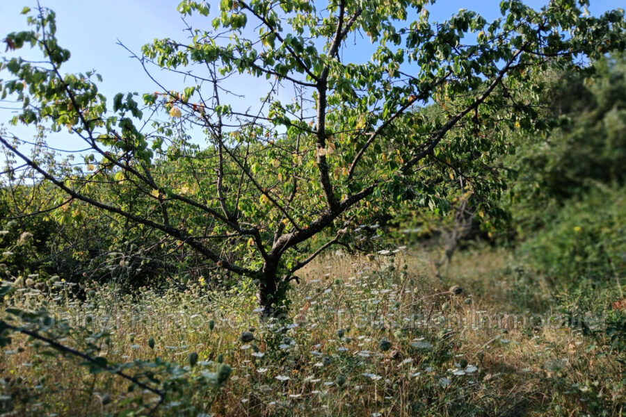 Terrain à vendre à Céret