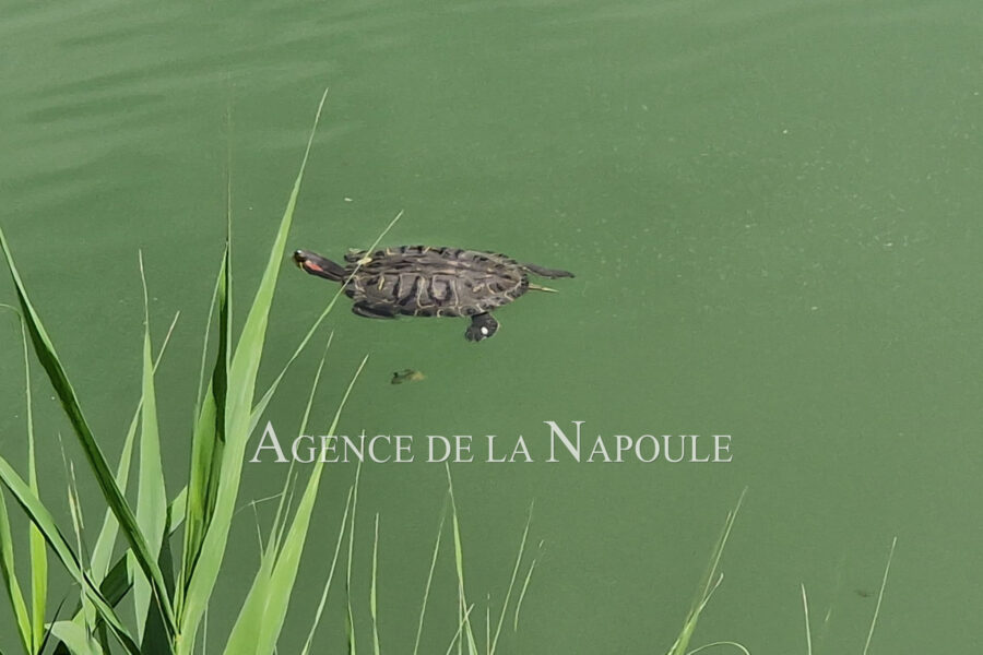 Appartement à vendre à Mandelieu-la-napoule