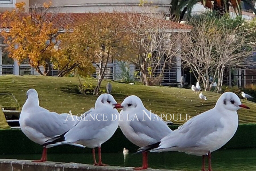 Appartement à vendre à Mandelieu-la-napoule