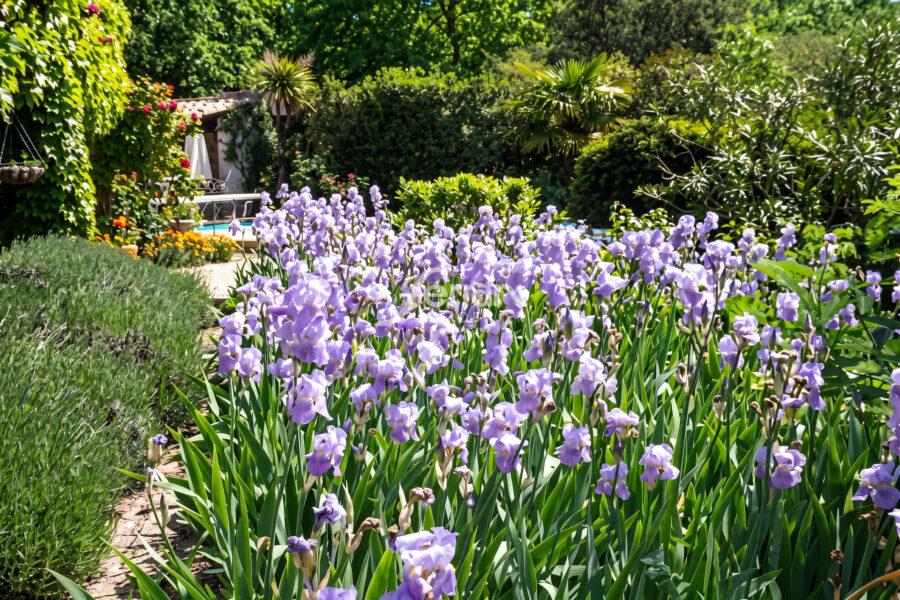 Maison à vendre à Callas — Vue nature — photo 6