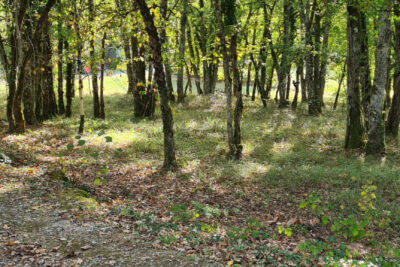 Terrain à vendre à Chartrier-ferrière