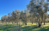 Terrain à vendre à Roquebrune-sur-argens