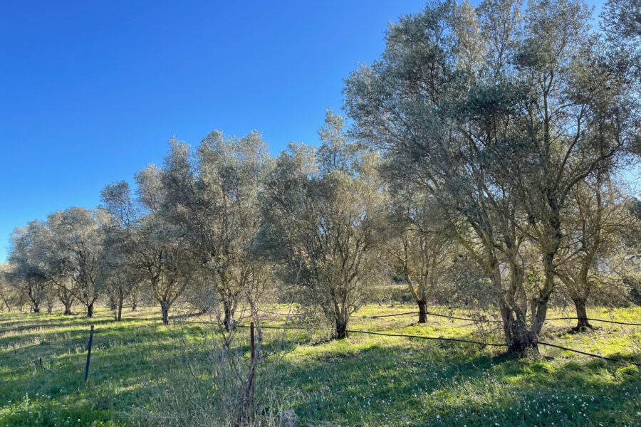 Terrain à vendre à Roquebrune-sur-argens