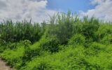 Terrain à vendre à Sainte-suzanne