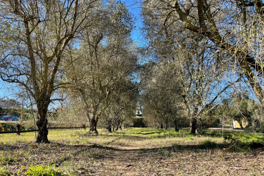 Terrain à vendre à Roquebrune-sur-argens