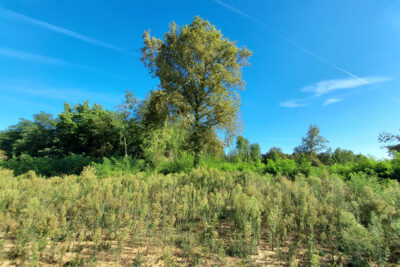 Terrain à vendre à Landiras
