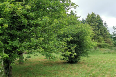 Terrain à vendre à Pluguffan