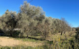 Terrain à vendre à Roquebrune-sur-argens