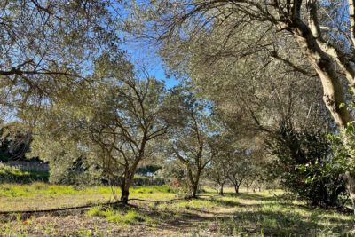 Terrain à vendre à Roquebrune-sur-argens