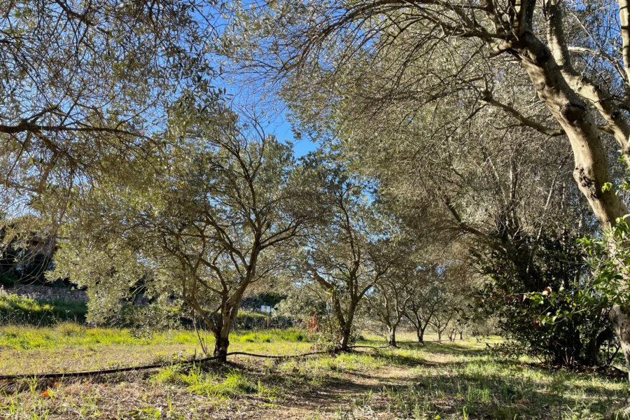Terrain à vendre à Roquebrune-sur-argens