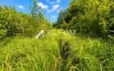 Terrain à vendre à Chazelles sur albe
