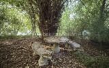 Maison à vendre à Razac sur l isle — Vue nature — photo 15