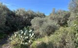 Terrain à vendre à La ciotat
