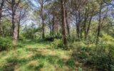 Terrain à vendre à Saussines
