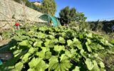 Maison à vendre à Cagnes sur mer