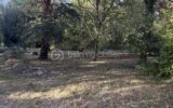 Maison à vendre à Razac sur l isle — Vue nature — photo 9