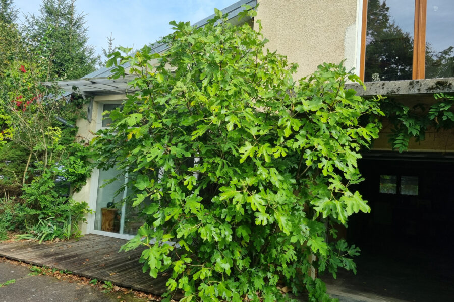 Maison à vendre à Saint-sauveur