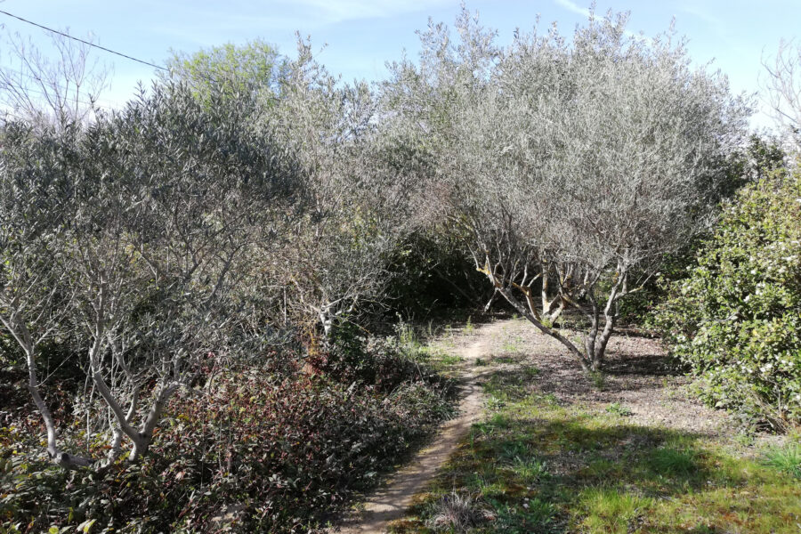Terrain à vendre à Plaissan