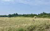 Terrain à vendre à L&rsquo;Île-d&rsquo;olonne — Vue nature — photo 1