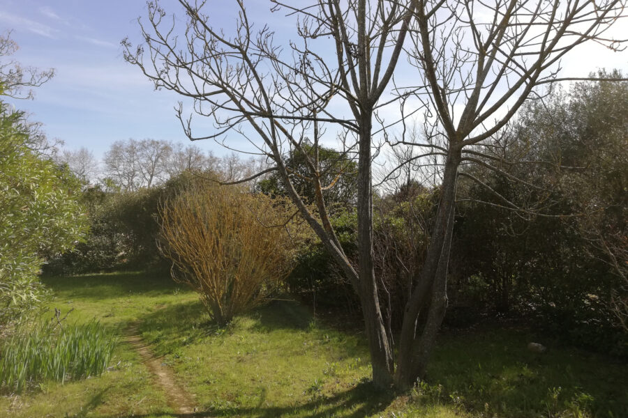 Terrain à vendre à Plaissan