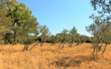 Terrain à vendre à Aniane