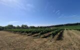 Terrain à vendre à Merignas — Vue vignes — photo 1