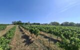 Terrain à vendre à Merignas — Vue vignes — photo 1