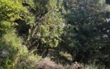 Maison à vendre à La roquebrussanne — Vue nature — photo 28