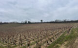 Terrain à vendre à Crézancy-en-sancerre — Vue nature — photo 3