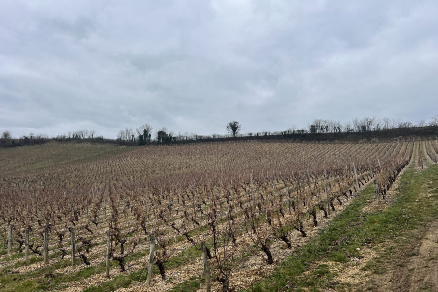 Terrain à vendre à Crézancy-en-sancerre — Vue nature — photo 3