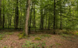 Terrain à vendre à Presly