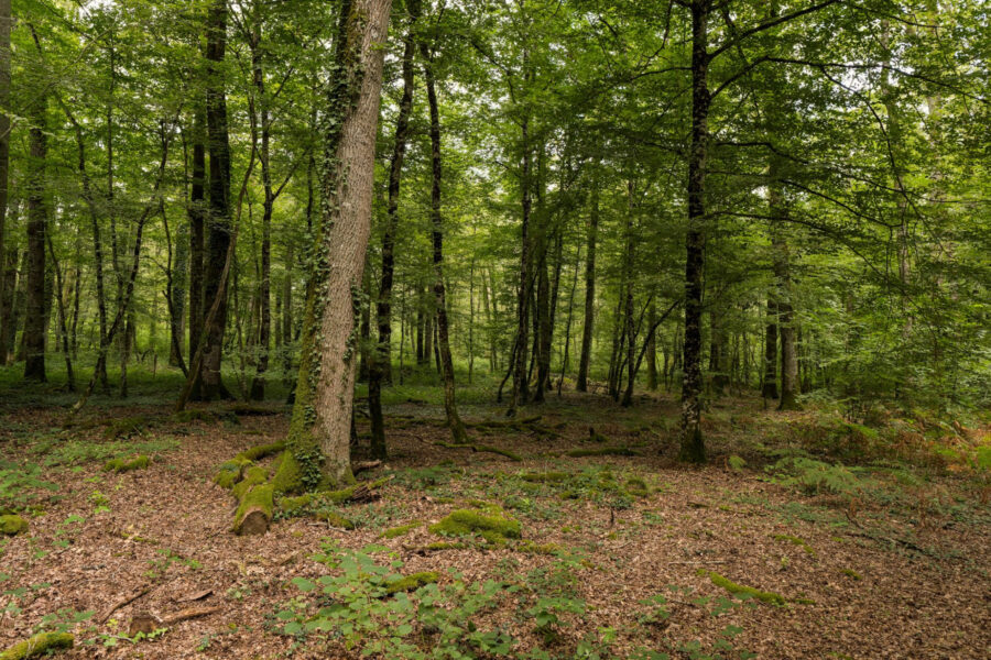 Terrain à vendre à Presly