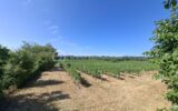 Terrain à vendre à Merignas — Vue vignes — photo 3