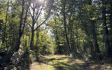 Terrain à vendre à Jouet-sur-l&rsquo;aubois