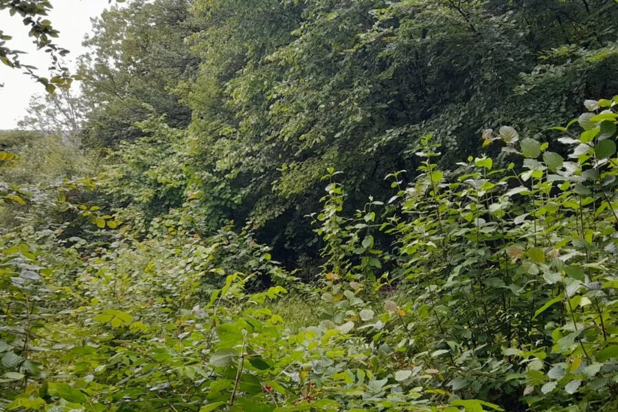 Terrain à vendre à Fains-véel — Vue nature — photo 4