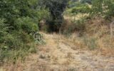 Terrain à vendre à Prades — Vue nature — photo 8