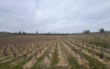 Terrain à vendre à Crézancy-en-sancerre — Vue nature — photo 1