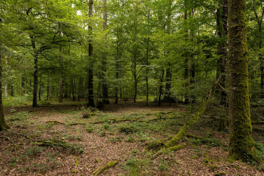 Terrain à vendre à Presly