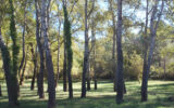 Terrain à vendre à Salernes — Vue nature — photo 7
