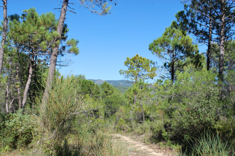 Terrain à vendre à Salernes — Vue nature — photo 1