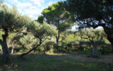 Terrain à vendre à Salernes — Vue nature — photo 14