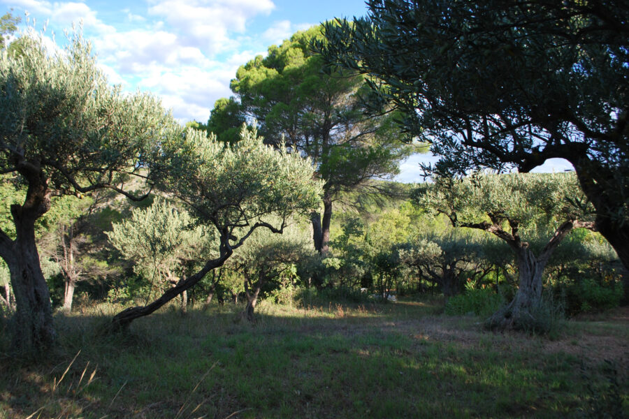 Terrain à vendre à Salernes — Vue nature — photo 14